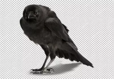 Black Crow Standing Isolated on Transparent Background Watching Attentively image