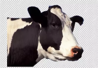 Beautiful cow on PNG background