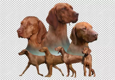 Dynamic Vizsla Dog Portraits and Full Body Poses on Black Background image