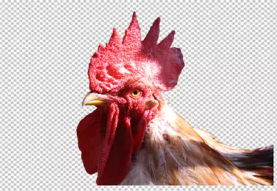 PNG Rooster in photorealistic style