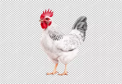 Majestic White Rooster Standing PNG Cutout for Farm Animal Designs image