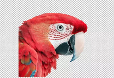 Vibrant Red Macaw Parrot Profile PNG for Tropical Designs image
