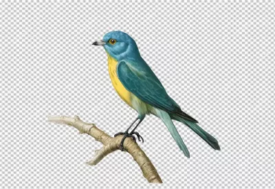 Vibrant Blue and Yellow Passerine Bird on Branch Isolated on White Background image
