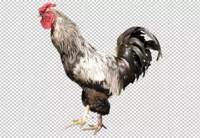 PNG Rooster isolated on transparent background
