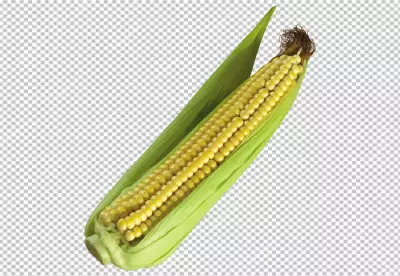 Corn isolated on transparent background