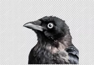 Detailed Crow Head Close Up PNG Image for Wildlife and Nature Designs image