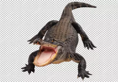 Aggressive Crocodile on white background