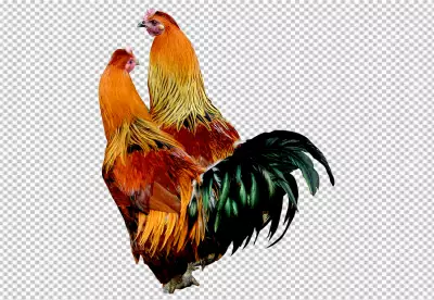 Colorful Realistic Rooster transparent BG