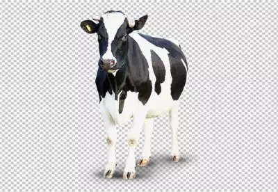 Cow transparent background realistic elementon transparent background