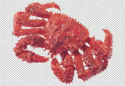 Crab on transparent background PNG on