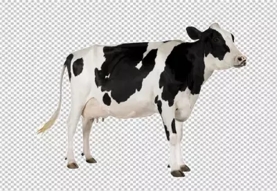 Asymmetrical udders on cow in field PNG