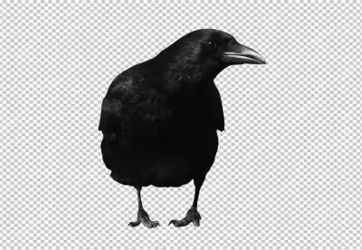 Striking Black Crow Profile View Isolated Wildlife Photography image
