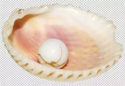 PNG Beautiful Shell Isolated on Transparent