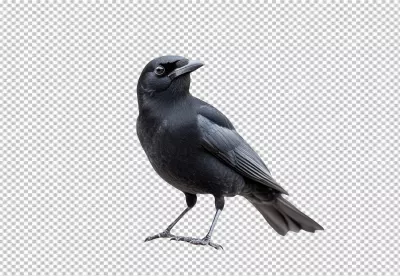 Majestic Black Crow Standing Proudly Looking Right with Elegant Plumage image