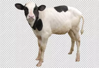 a black and white cow in the middle PNG