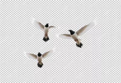 Graceful White and Black Birds in Synchronized Flight Against a Clear Sky image