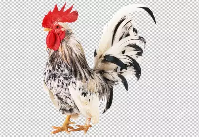 Colorful Realistic Rooster PNG