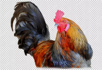 Rooster in photorealistic style with beak and feather