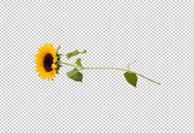 Fresh Blooming Sunflower with Long Stem and Green Leaves image
