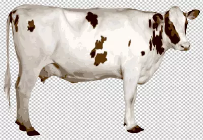  black and white milk cow on transparent background