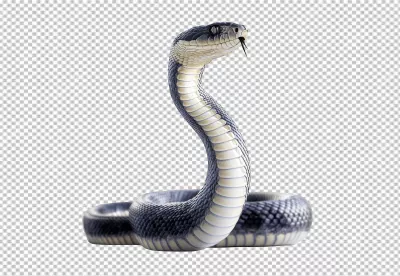 Dynamic Rearing Cobra Snake PNG for Wildlife Projects and Design image