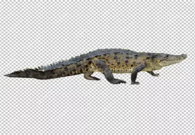 Jungle crocodile with transparent PNG