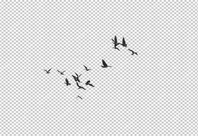 Dramatic Silhouettes of Flying Birds against a Bright White Background image