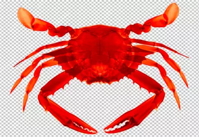 Crab fish on transparent background