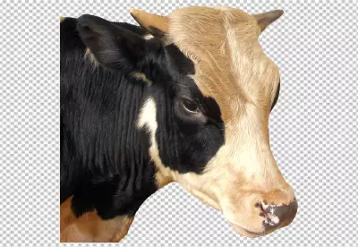 Cow head transparent bg PNG