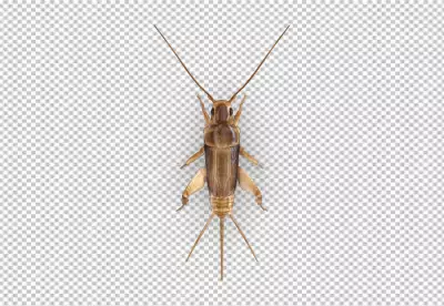 The image is a high-quality photo of a Cricket insect