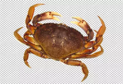 A crab with orange and brown coloring on PNG