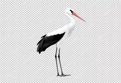 Elegant White Stork Standing Tall, Majestic Bird PNG Cutout for Nature Designs image