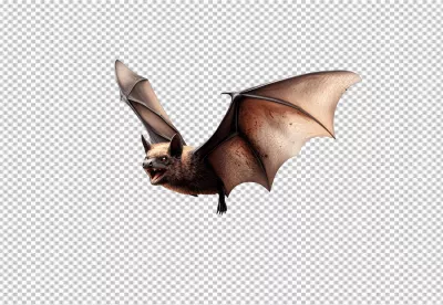 Spooky Angry Flying Bat PNG Image for Halloween Designs and Creative Projects image