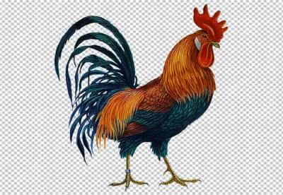 Rooster isolated on