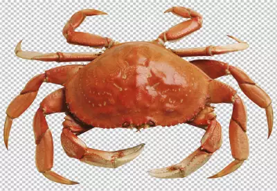 Crab on isolated transparent BG