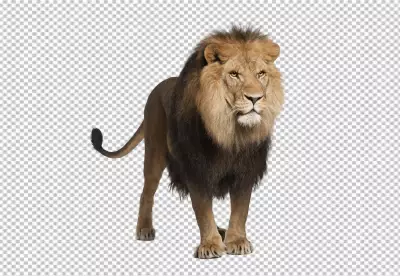The King Lion walking alon