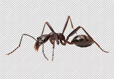 Detailed Macro Black Ant PNG Image for Nature Design Projects image