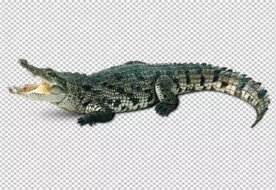 An Open Mouthed Crocodile Posed On A White Background