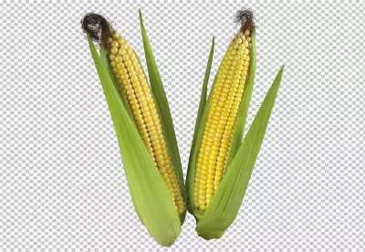 Close-up view  cooked and uncooked corns PNG