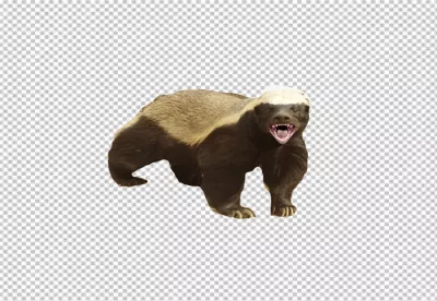 Fierce Honey Badger with Open Mouth and Sharp Teeth on Transparent Background image