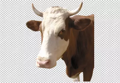 Cow grazing on a meadow PNG