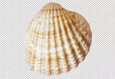 PNG Stunning conch shell

