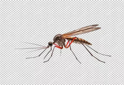 Mosquito Insect Macro Photography PNG Image with Detailed View image