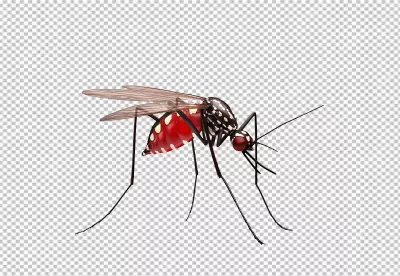 3D Render of Aedes Mosquito with Blood-Filled Abdomen, Disease Vector Insect PNG image