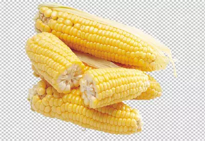 Corn isolated on transparent background