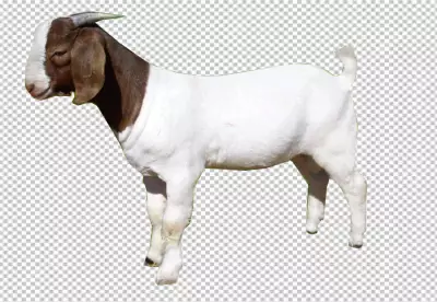 Goat is standing at a 45-degree angle to the camera And brown and white goat.