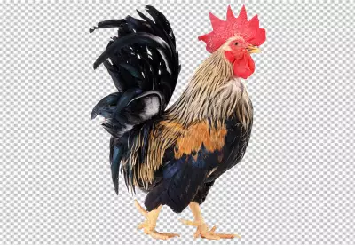 Rooster in photorealistic style