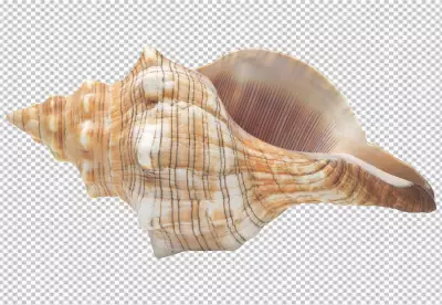 Stunning conch shell  
