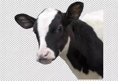 A cow a black and white face and a brown background PNG