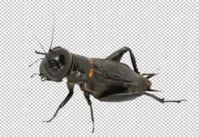 This is a photo of a cricket insect